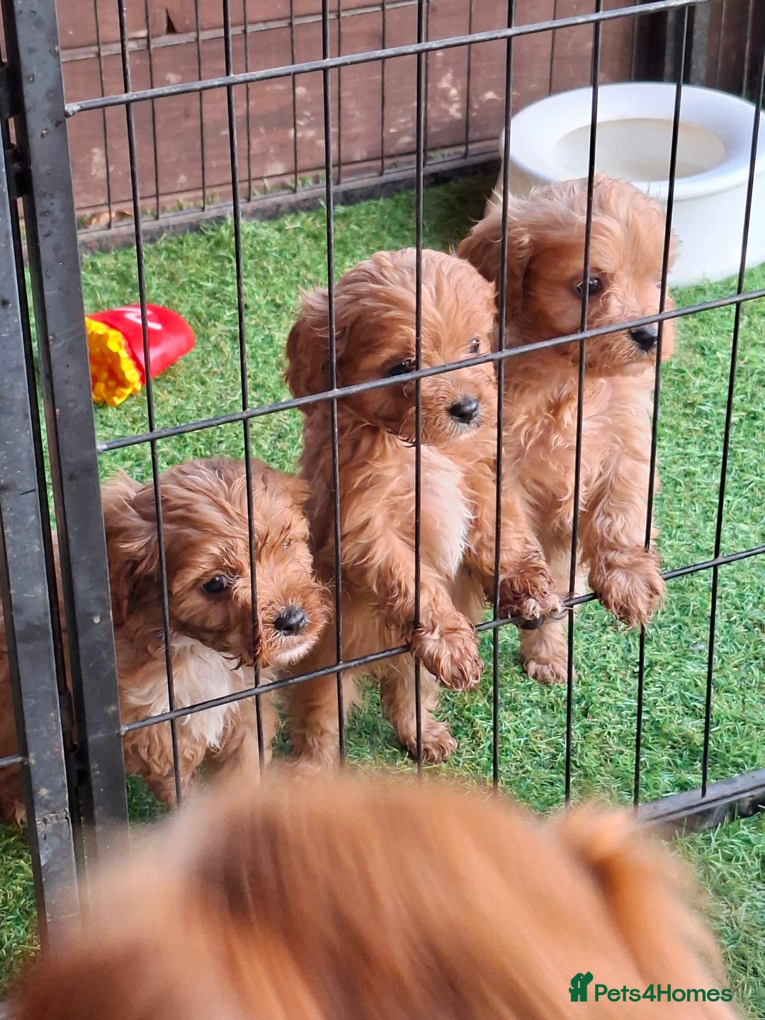 Cavapoo dogs for sale: Adorable F1 Cavapoo puppies  - Advert 6