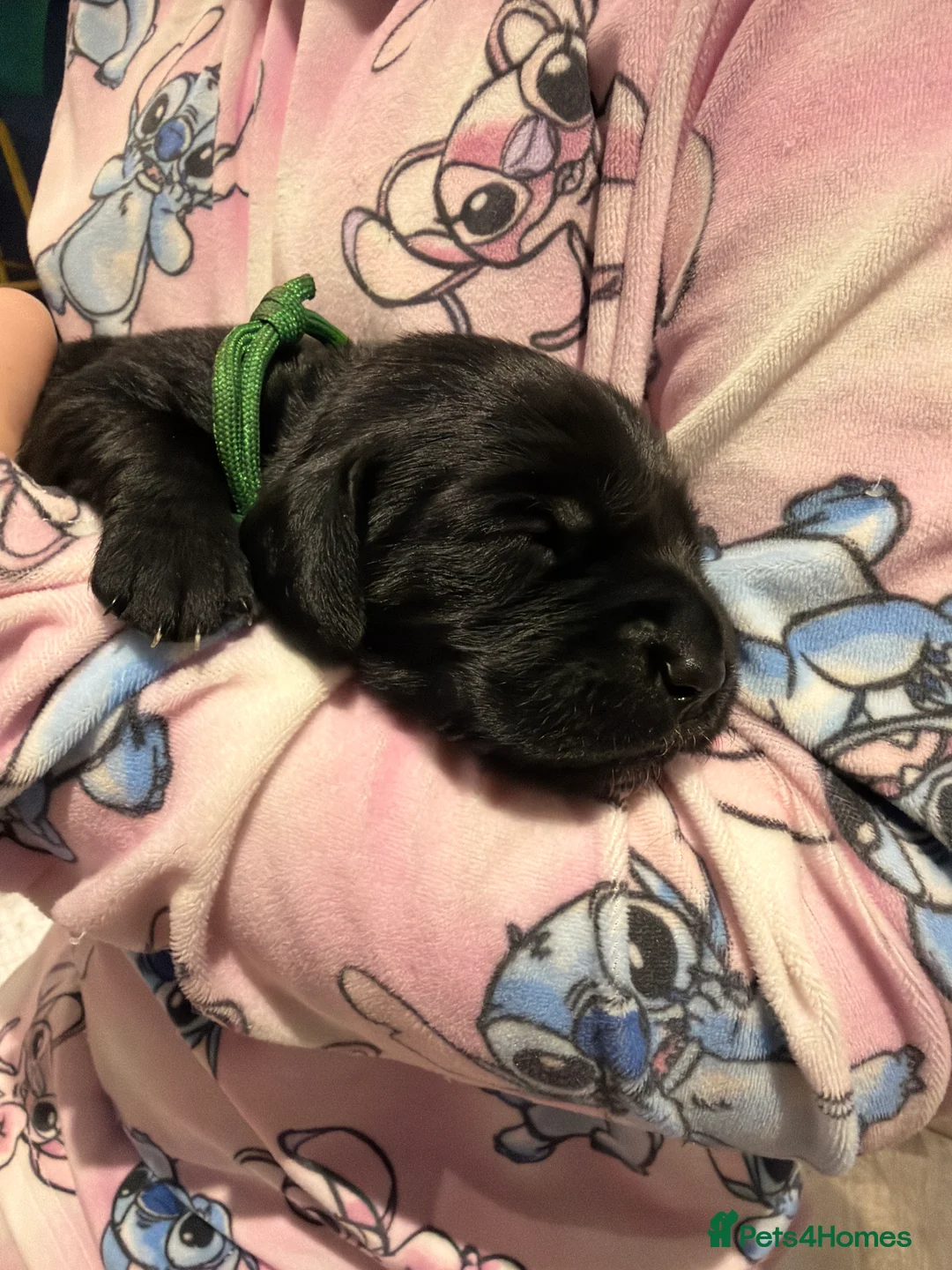 Cocker Spaniel dogs for sale: 🐾Show type cocker spaniel health tested puppies🐾 in King's Lynn - Advert 4