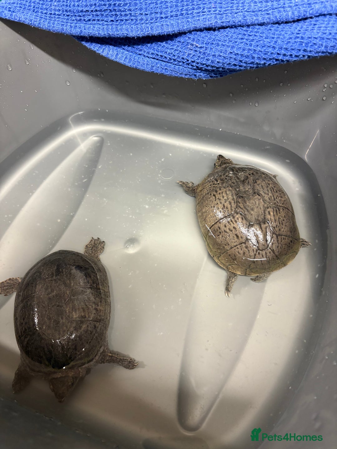 Turtle reptiles for sale: 2 male musk turtles - Image 5