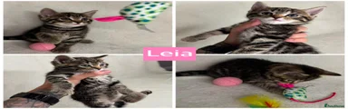 Leia