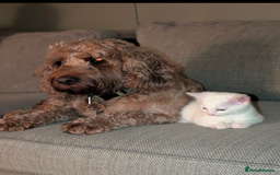 Mixed Breed cats for sale: Gorgeous female kitten  - Image 3