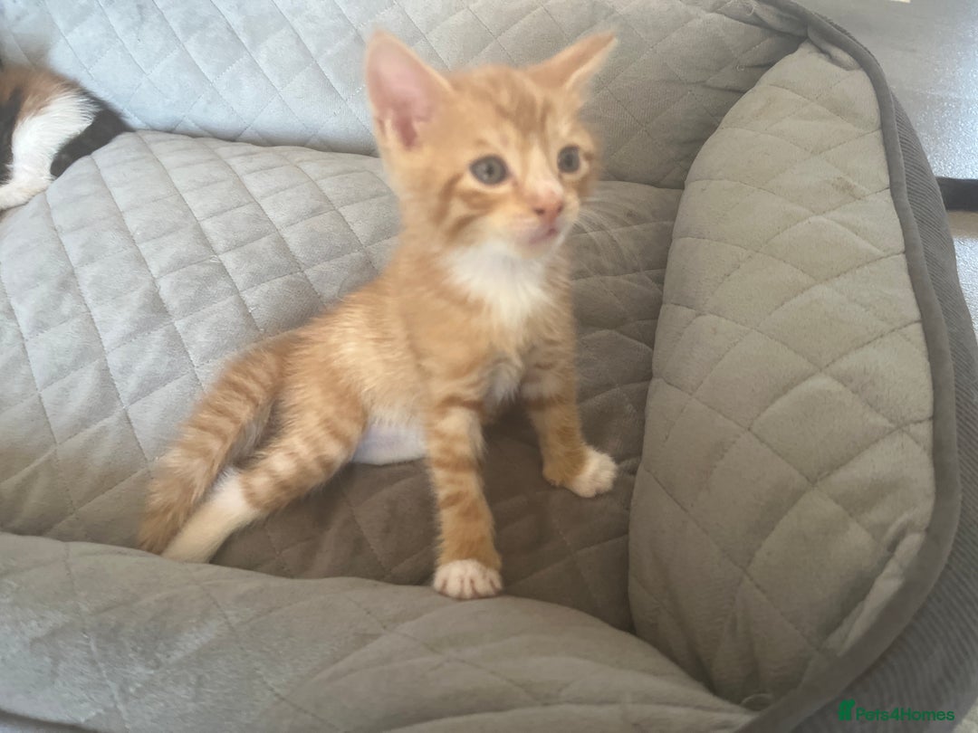Domestic Shorthair cats for sale: 3 kittens 2 gingers 1 calico girl   in Lydney - Image 7
