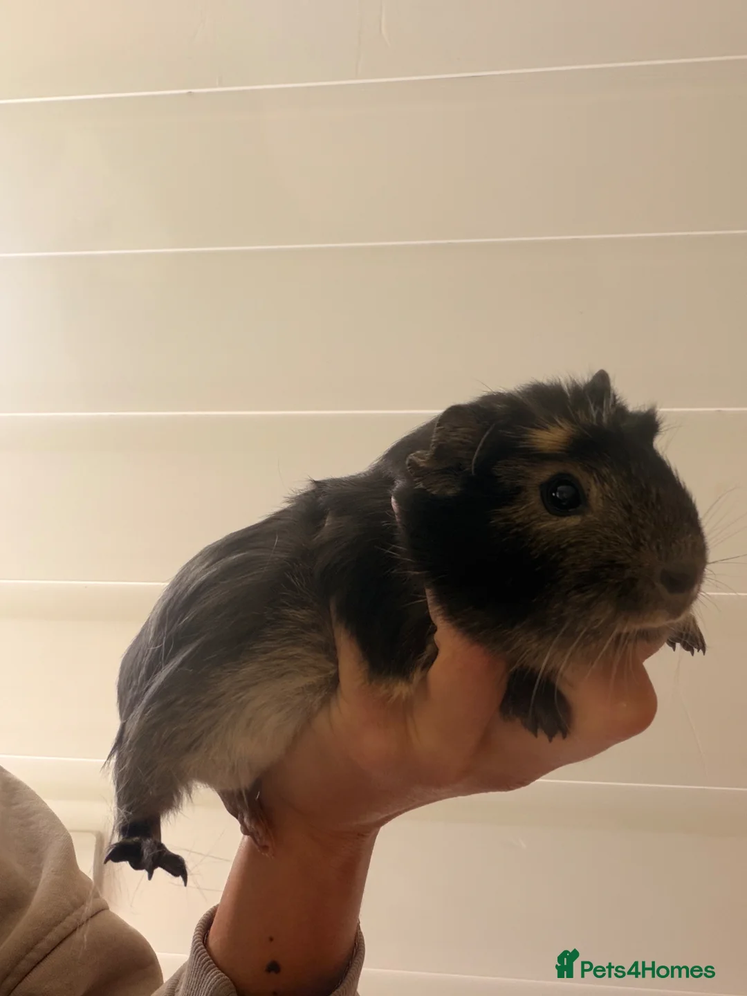 Guinea Pig rodents for sale: Bonded Boars - £20 a pair - Advert 2