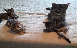 Bengal cats for sale: Bengal Cross Kittens - Image 5