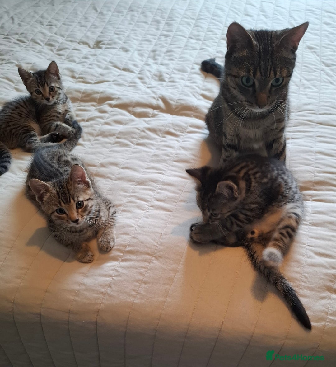 Bengal cats for sale: Bengal Cross Kittens - Image 5