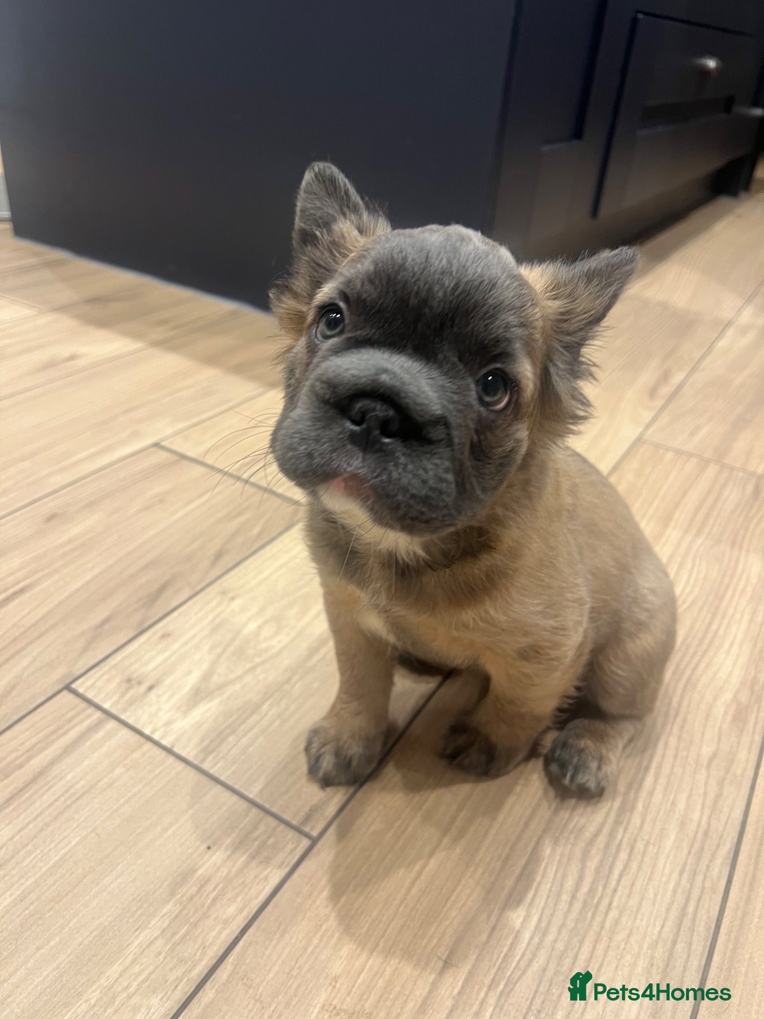 French Bulldog dogs Fluffy Frenchies. Ready to leave.  - Advert 4