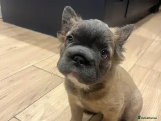 French Bulldog dogs Fluffy Frenchies. Ready to leave. - Advert 4