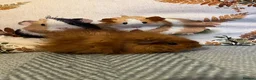 Guinea Pig rodents for sale: Lunkarya Mix Baby Male Guinea Pigs for Sale - Advert 7