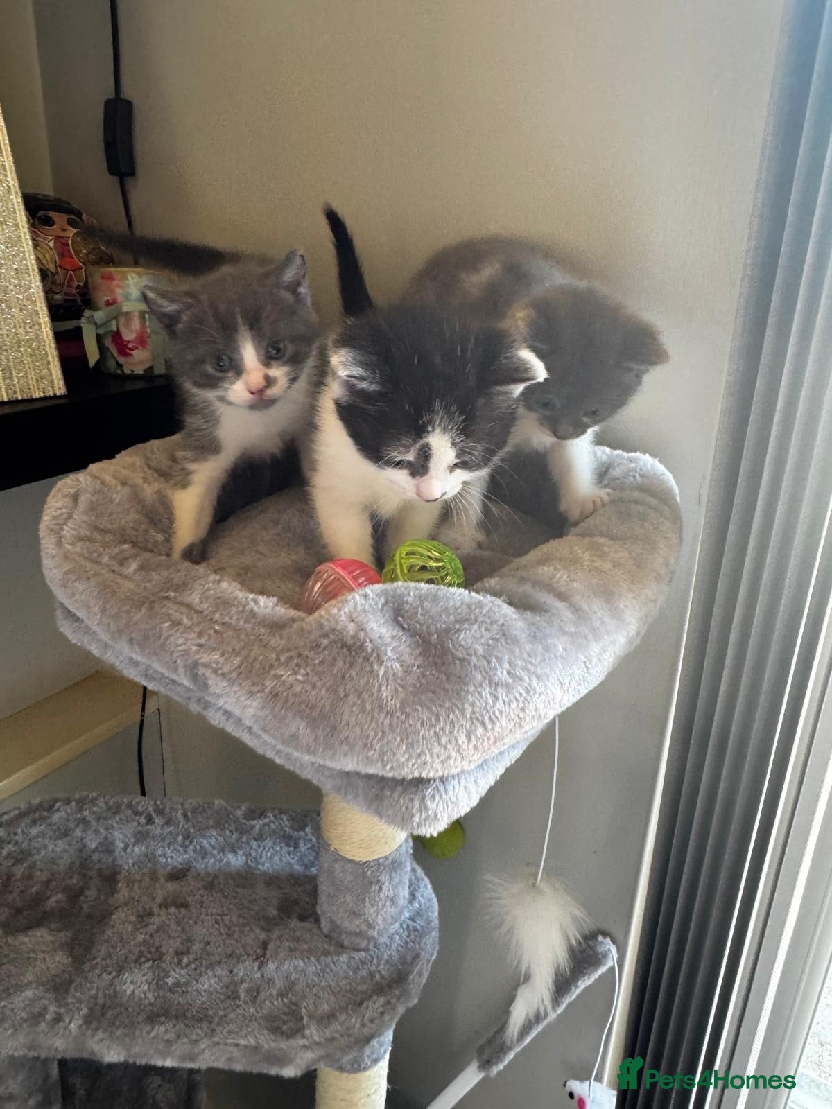 Mixed Breed cats Kittens half saimess  - Advert 16