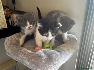 Mixed Breed cats Kittens half saimess - Advert 16