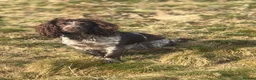 Cocker Spaniel dogs for sale: Working cocker spaniel puppies - Advert 2