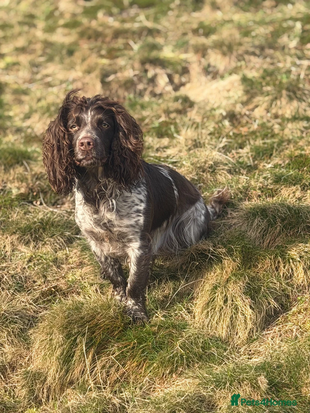 Cocker Spaniel dogs for sale: Working cocker spaniel puppies - Advert 2