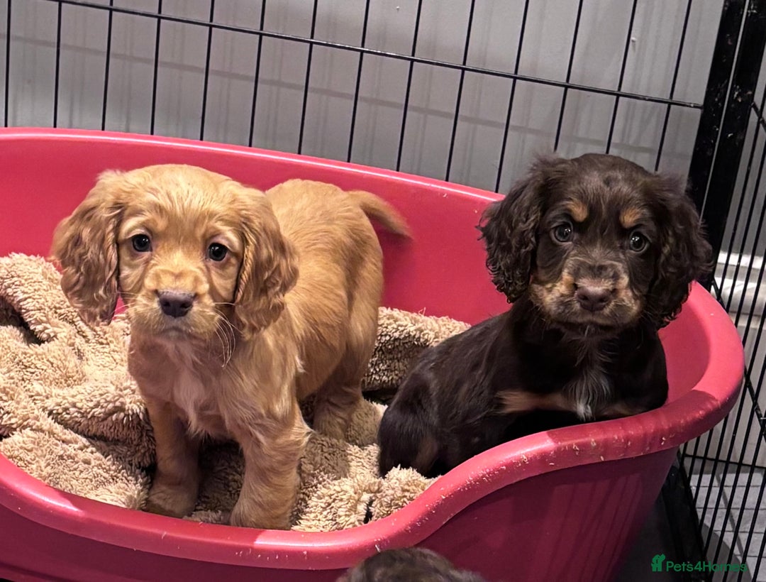 Cocker Spaniel dogs for sale: Working cocker spaniel now ready - Advert 11