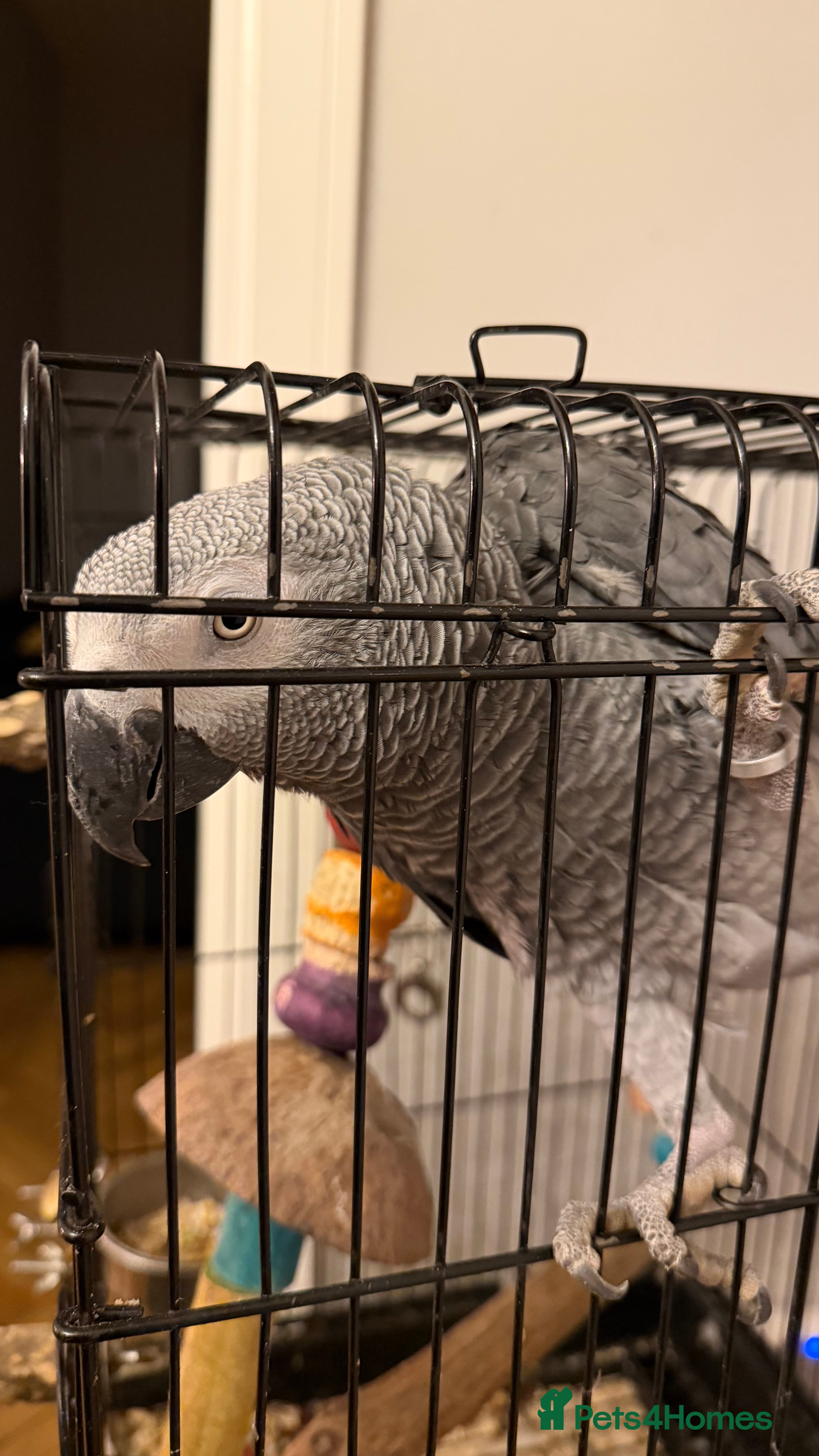 Mini Lop rabbits African grey - Advert 10