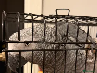 Mini Lop rabbits African grey - Advert 10