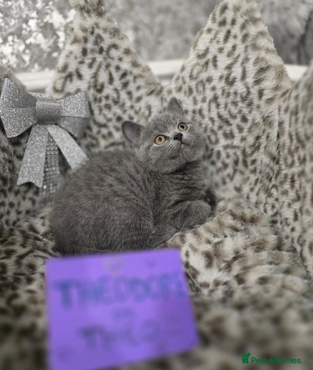 British Shorthair cats for sale: 🩷💜Beautiful British shorthair kittens 💜🩷 - Advert 23