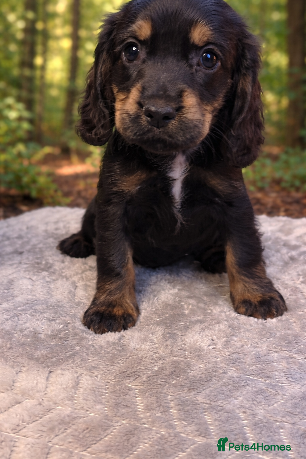 Cocker Spaniel dogs Beautiful cocker spaniels - Advert 6
