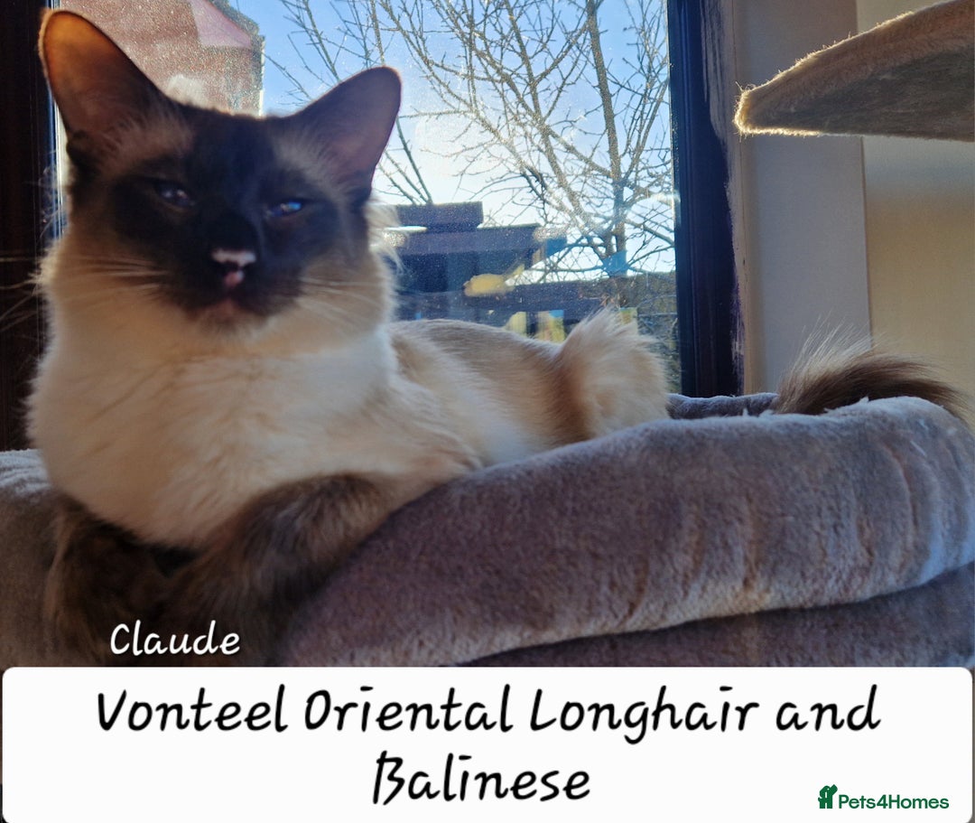 Siamese cats for sale: Stunning GCCF registered choc point Balinese  - Image 6