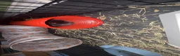 Lionhead rabbits for sale: 4-5 months Lionhead w/ or without cage : Renfield - Advert 4
