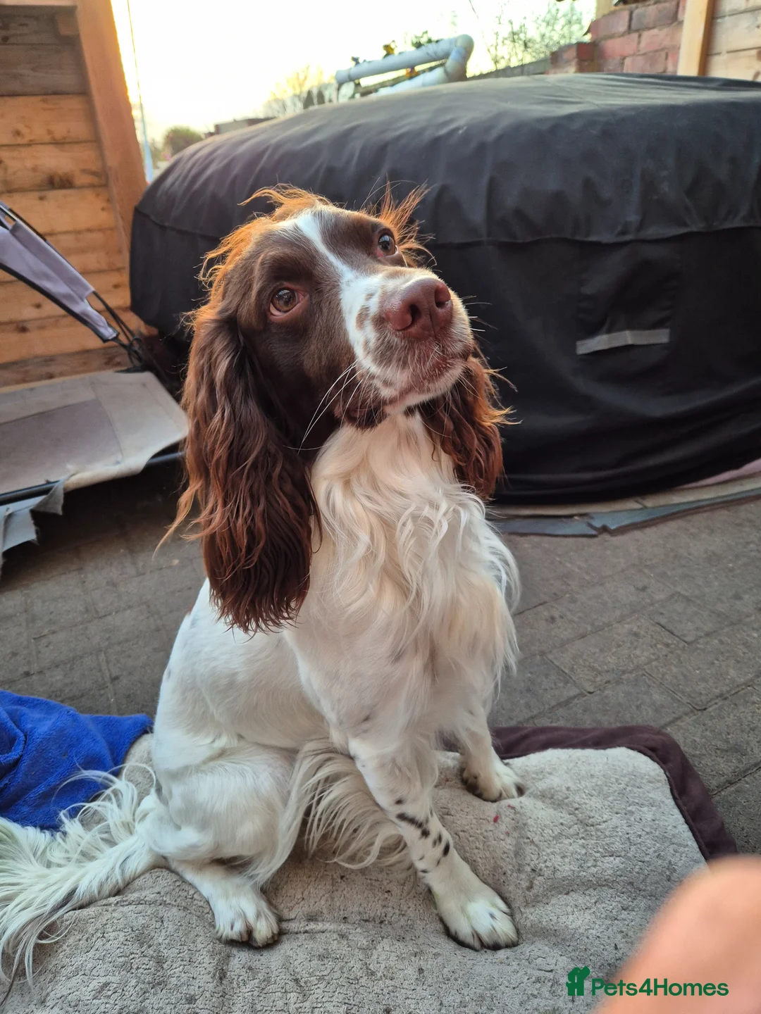 English Springer Spaniel dogs for stud: FTCH family of Helmsway's & Saturn Spirit  - Advert 1