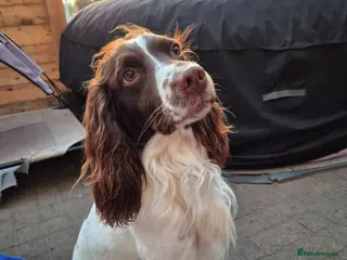 English Springer Spaniel dogs FTCH family of Helmsway's & Saturn Spirit - Advert 4
