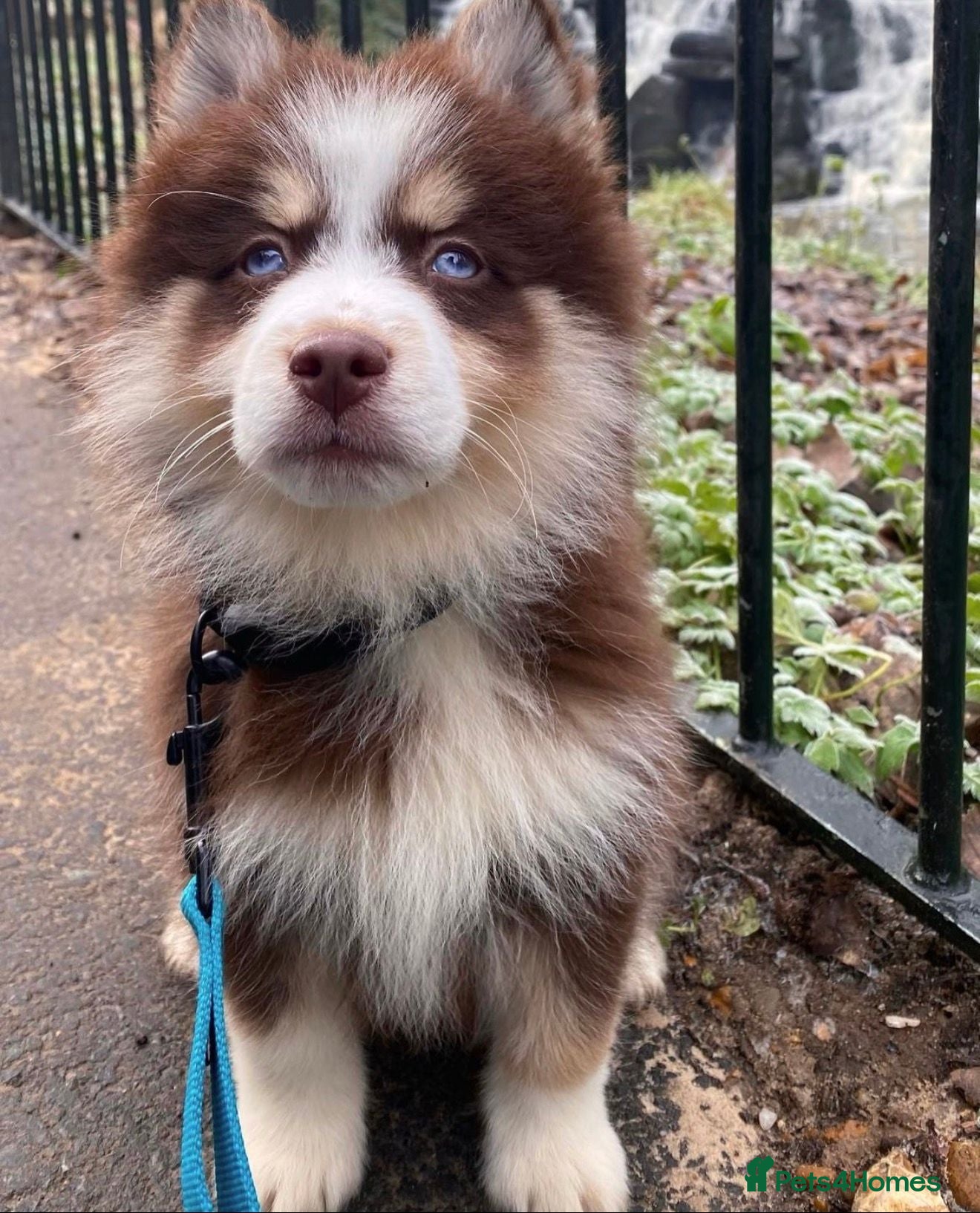 Pomsky dogs *Ready now* 🇺🇸 Lines Health Tested Chocolate F3s - Advert 3