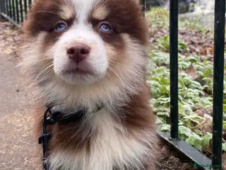 Pomsky dogs *Ready now* 🇺🇸 Lines Health Tested Chocolate F3s - Advert 1