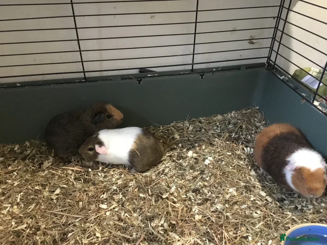 Guinea Pig rodents for sale: Selection of baby females  - Advert 3