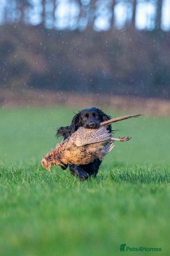 Cocker Spaniel dogs for sale: Trained Cocker, gundog / stud FTCHxFTCH bred - Advert 19