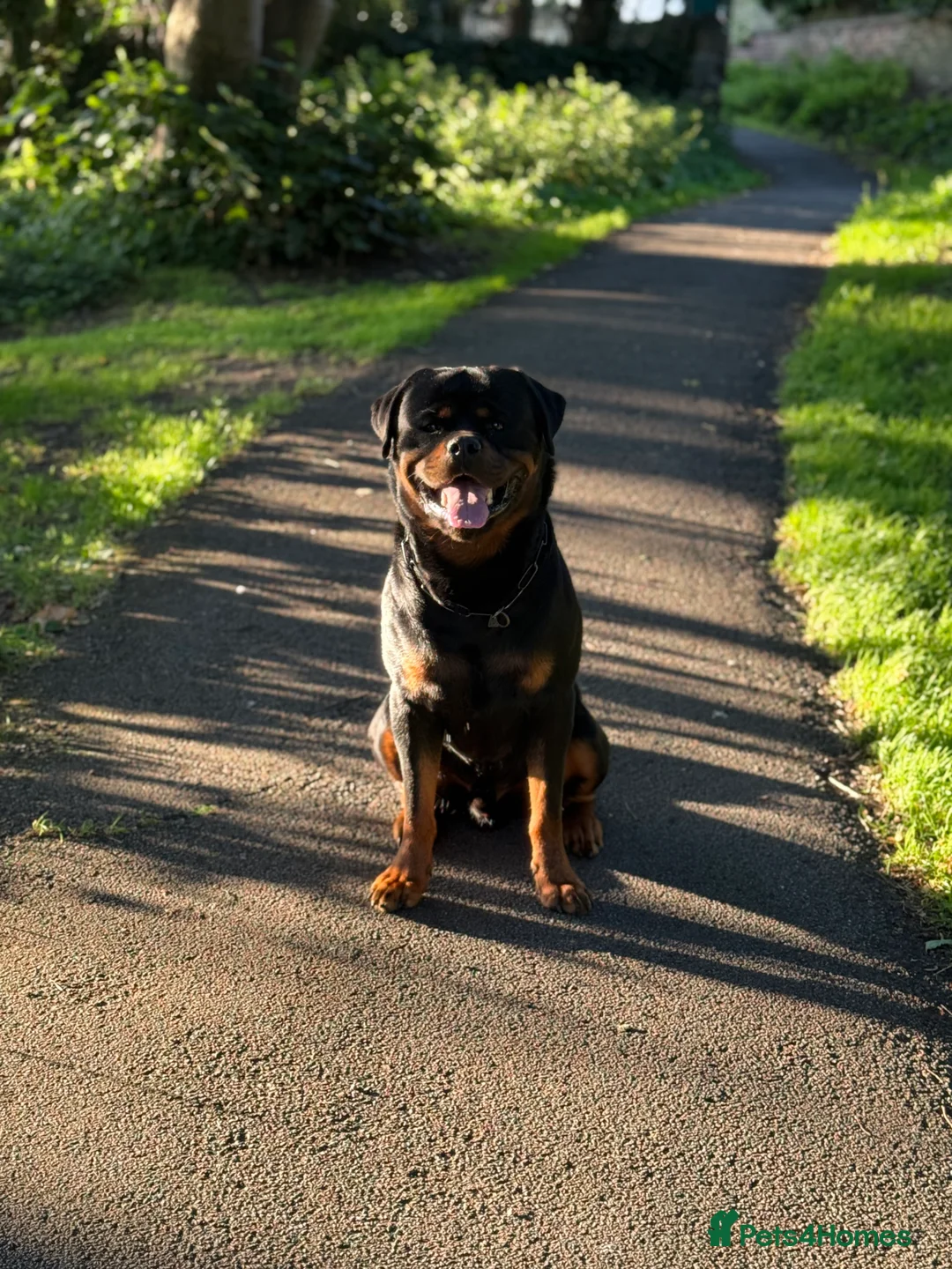 Rottweiler dogs for sale: Expecting Rottweiler pups - ready end of May  - Advert 33