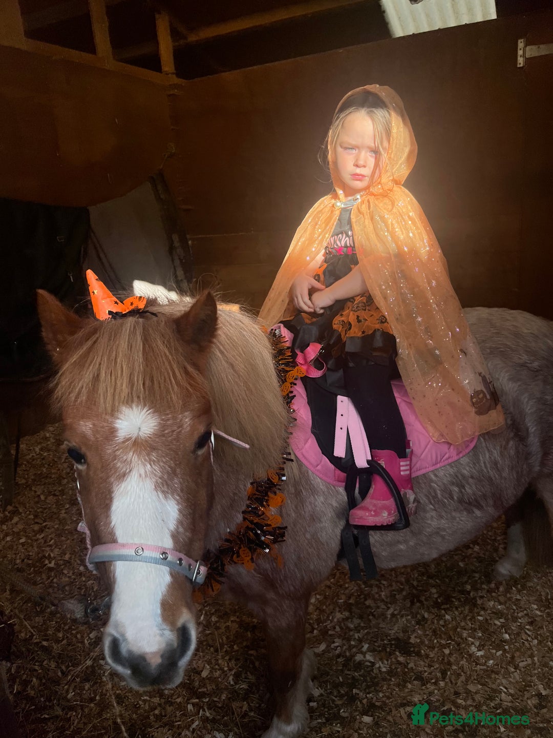Welsh Section A horses for sale: Toni The Pony 10.3hh Mare 🦄 - Image 34