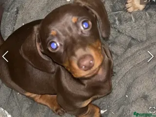 Dachshund dogs 3 females remaining ready now - Advert 2
