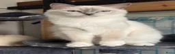 Ragdoll cats for sale: 💜🧡💙GCCF REG RAGDOLL babies see full description - Advert 34