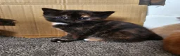 Mixed Breed cats for sale: Stunning long hair kittens, rare coat colours 😽  - Advert 11