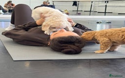 Mini Goldendoodle dogs for sale: Ready 19/9 Family Raised F1 Mini Goldendoodles 💖  - Image 22
