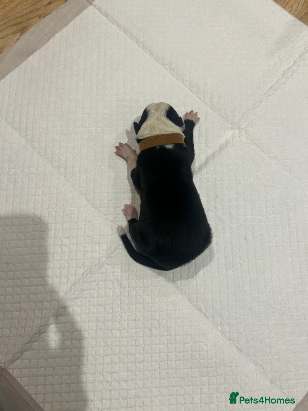 Border Collie dogs for sale: Working Border Collie puppies  - Advert 27