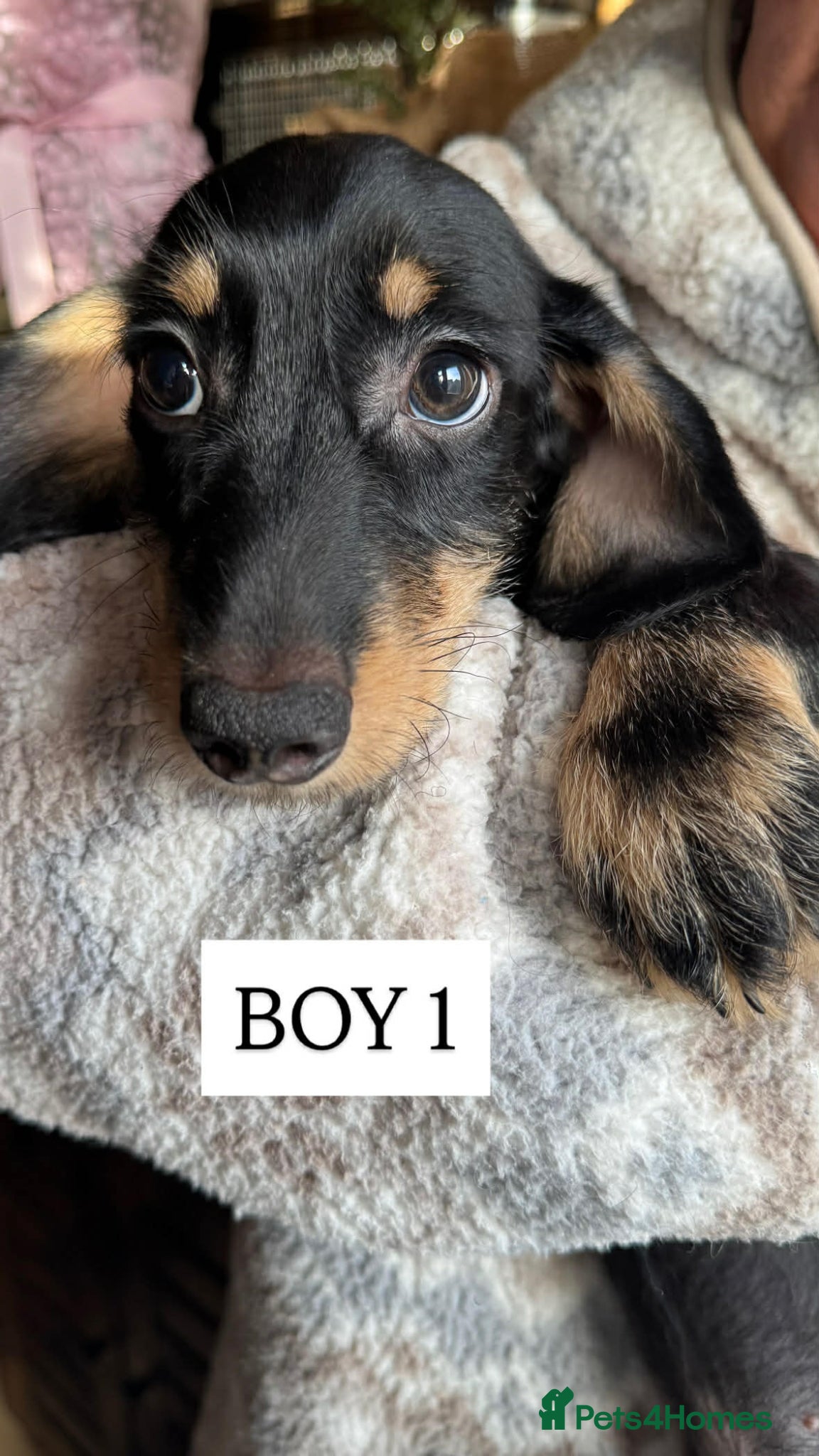 Mixed Breed dogs Dachund cross Bichon - Advert 1