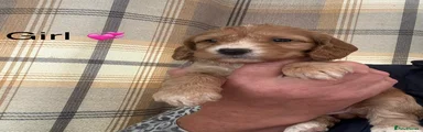 Cockapoo 5