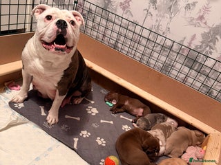 Old Tyme Bulldog dogs Old Tyme English Bulldog - Advert 1