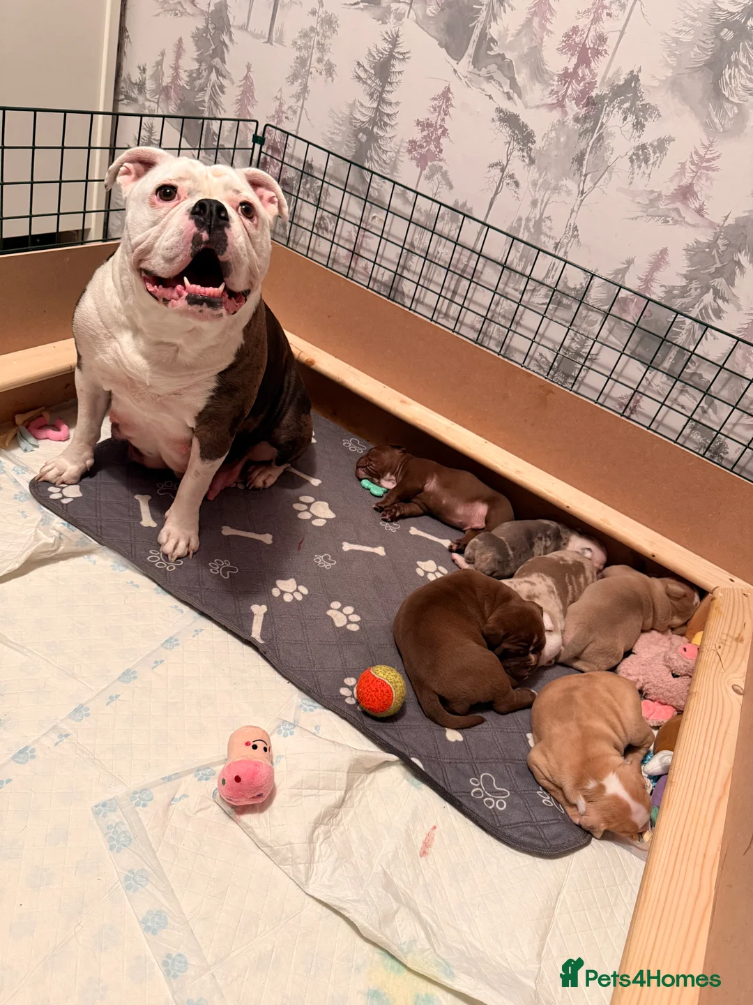 Old Tyme Bulldog dogs for sale: Old Tyme English Bulldog  - Advert 1