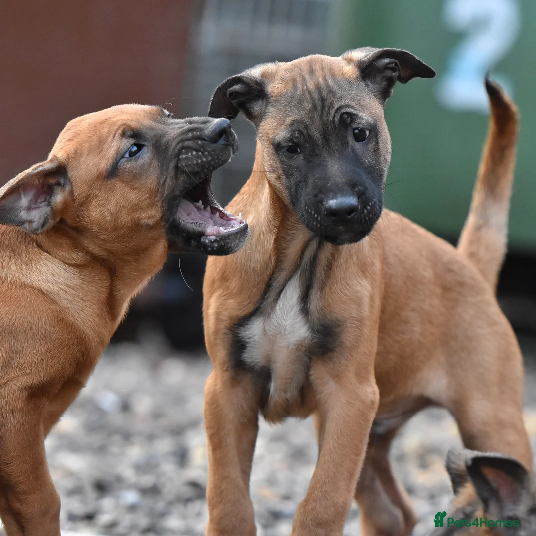 Mixed Breed dogs for sale: Reduced bullherders proven lines  - Advert 18