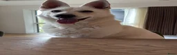 White Swiss Shepherd dogs for sale: Beautiful White Swiss Shepherd - Advert 3