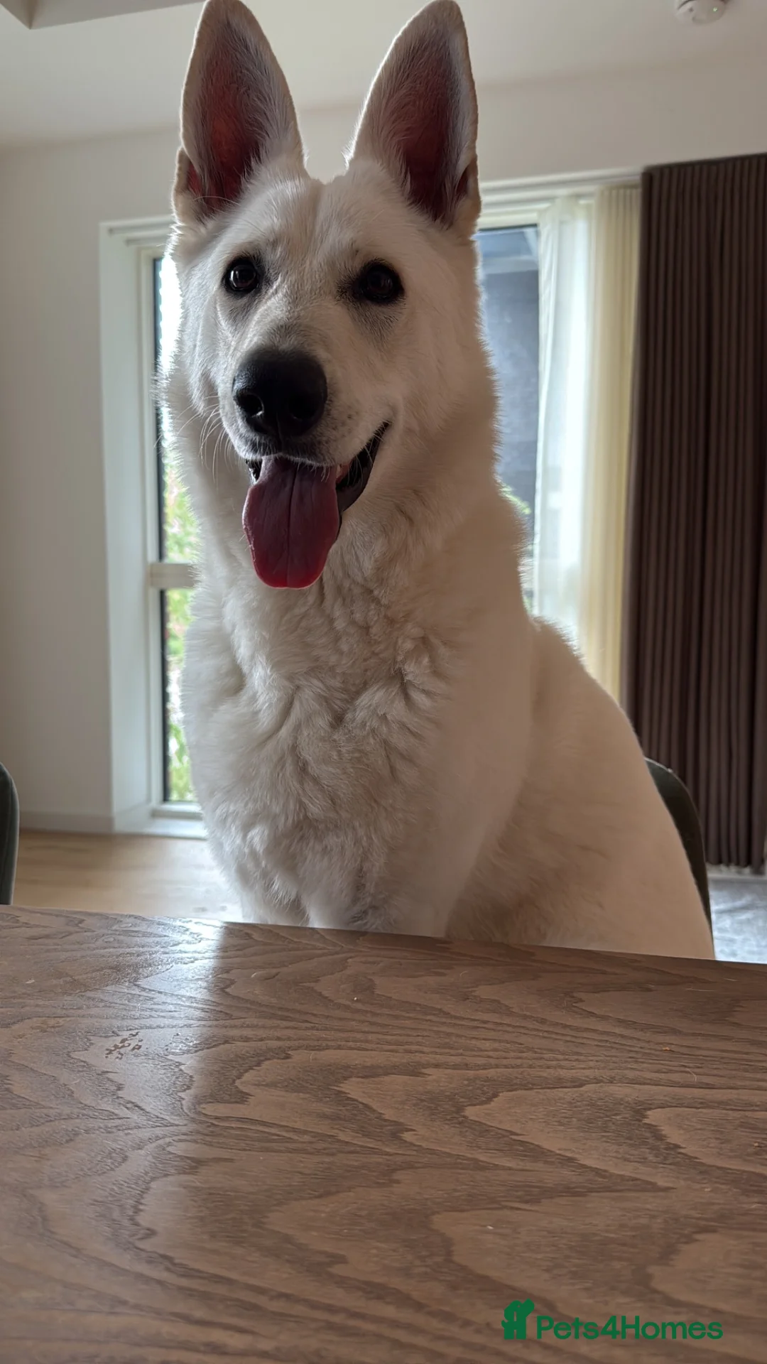 White Swiss Shepherd dogs for sale: Beautiful White Swiss Shepherd - Advert 3