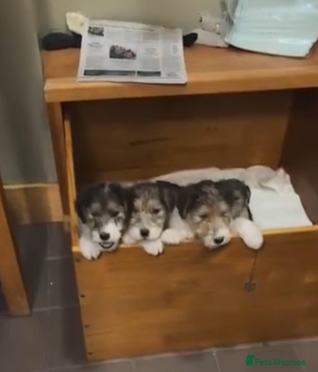 Fox Terrier dogs for sale: Wire Fox Terrier puppies for sale. - Advert 4