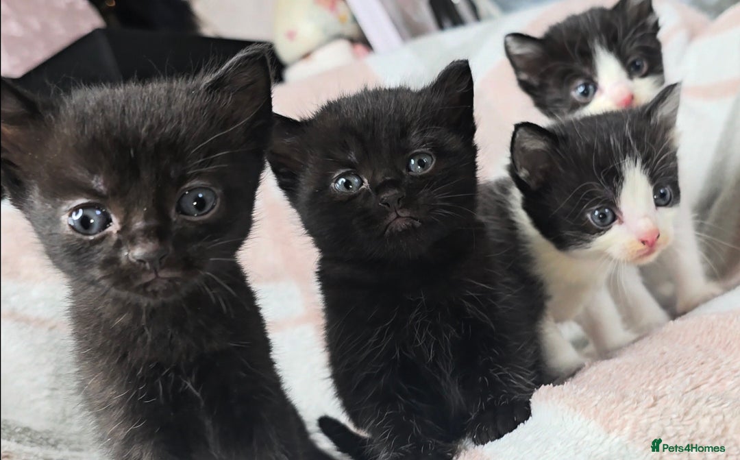 Maine Coon cats for sale: 💫Maine Coon Mix Family Raised Kittens💫 5*Reviews - Image 15