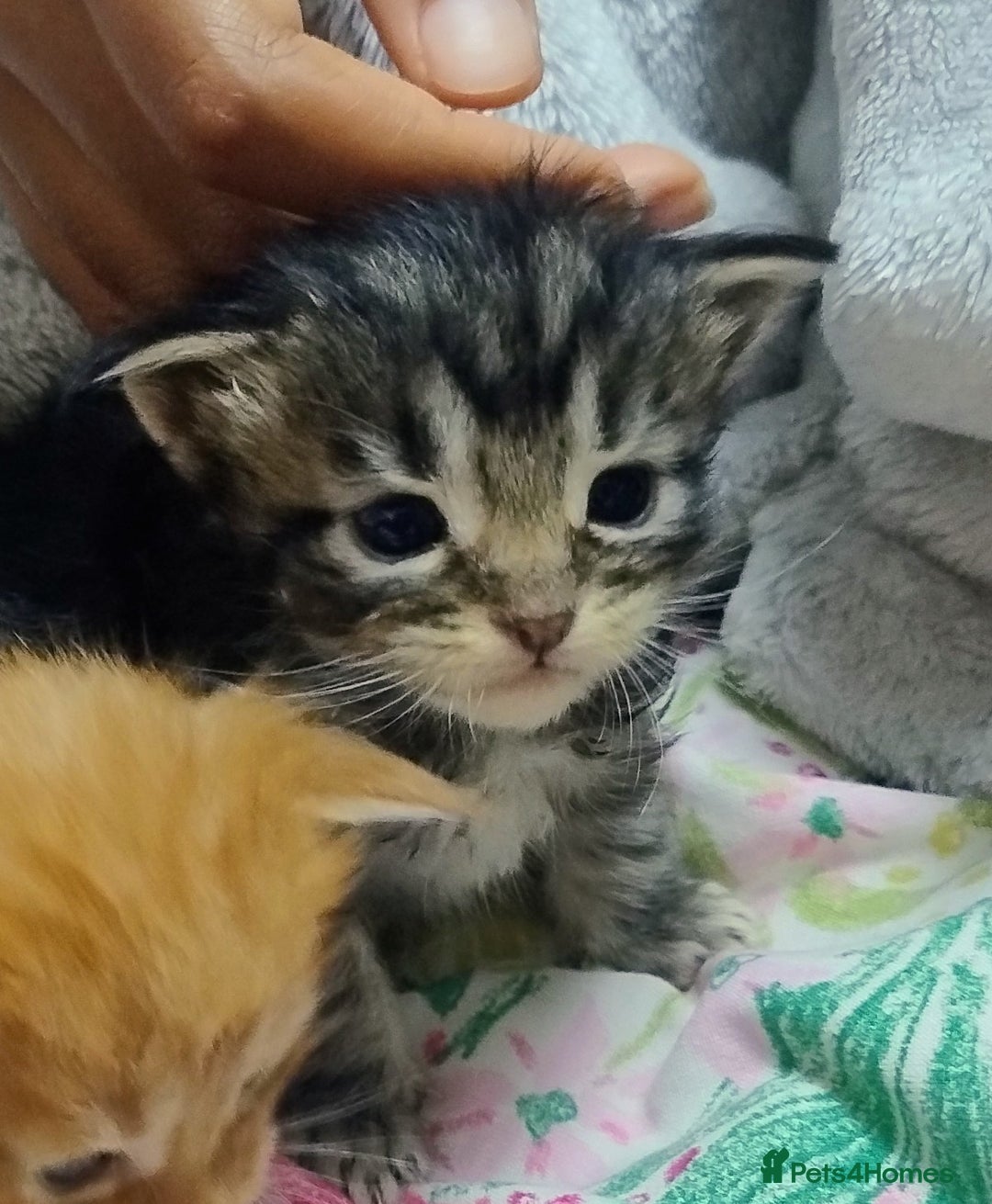 Maine Coon cats for sale: 5 beautiful full Maine Coon kittens for sale - Advert 2