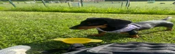 Dachshund dogs for sale: 6 Month Old Dachshund Puppy  - Advert 1