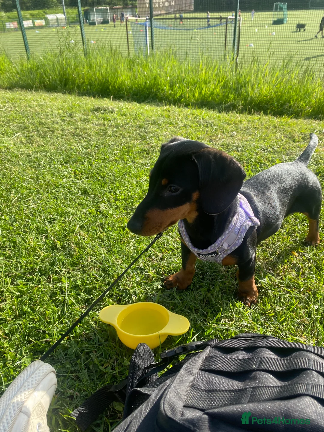 Dachshund dogs for sale: 6 Month Old Dachshund Puppy  - Advert 1
