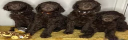 Standard Poodle dogs for stud: Champion Proven Gentle Poodle Available for Stud in Swindon - Advert 11