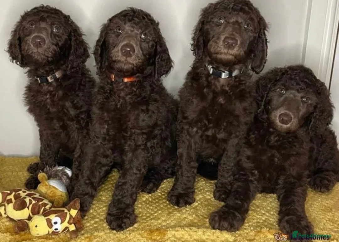 Standard Poodle dogs for stud: Champion Proven Gentle Poodle Available for Stud in Swindon - Advert 11